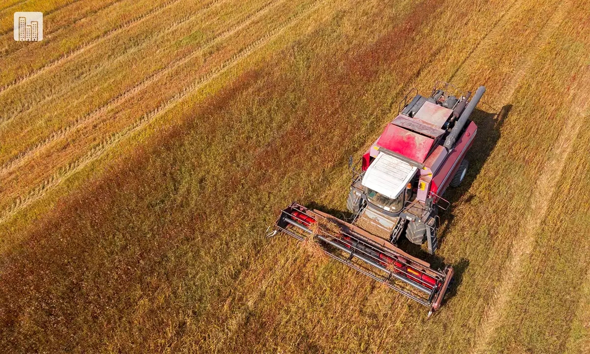 buckwheat farming