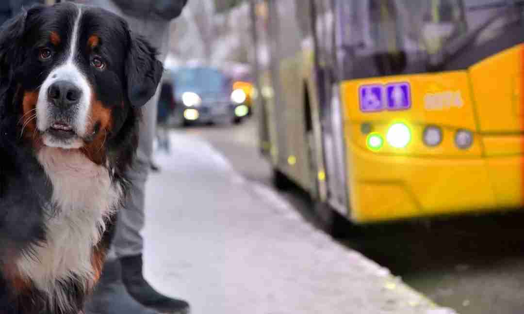 Pets in Istanbul | Are Pets Allowed in Public Transport?